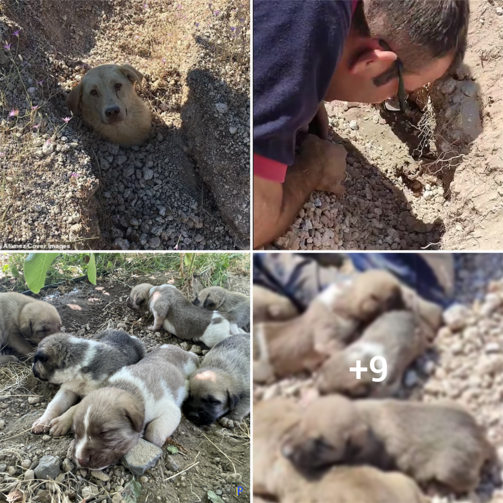 The Incredible Tale of a Mother Dog’s Unwavering Love: Her Heroic Rescue and Joyful Reunion with her Pups