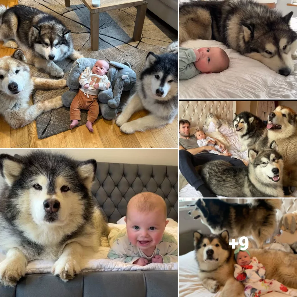 Introducing the Ultimate Baby Protector: Three Massive Dogs!