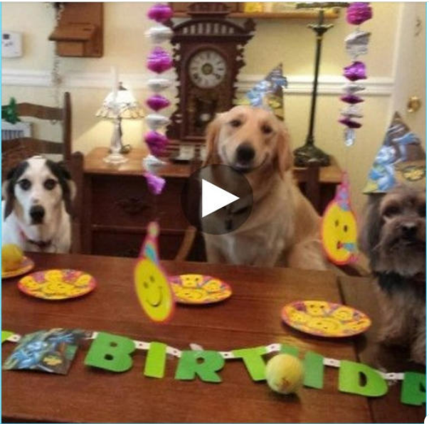 Celebrating Your Furry Friend’s Special Day: A Guide to Throwing a Pawesome Birthday Party