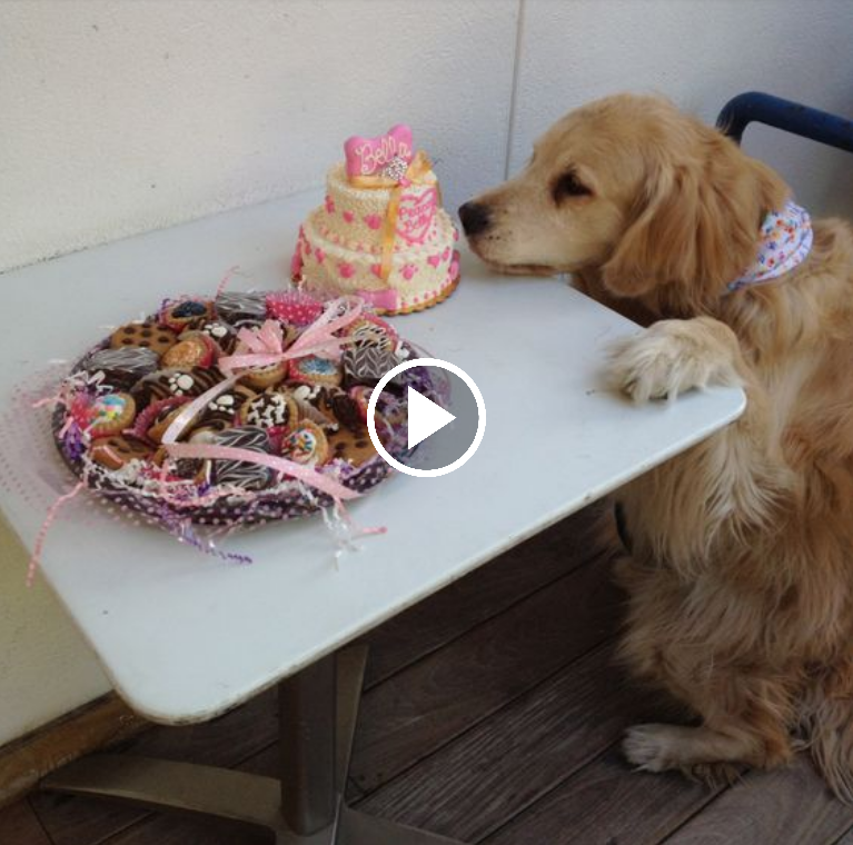 “Canine’s First Birthday Treat in 15 Years Brings Tears of Joy: A Heartwarming Moment to Celebrate!”