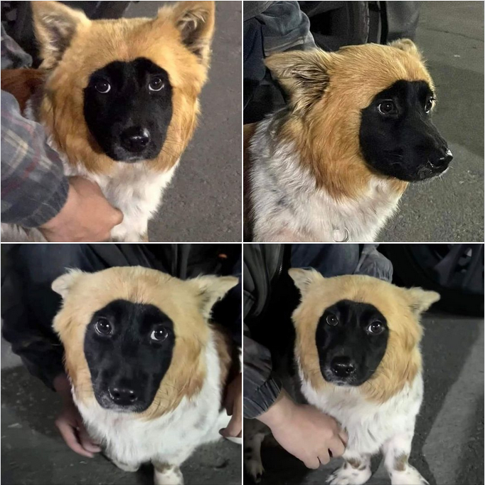 Meet the Unique Pup: A Black-Faced Dog with a Golden Mane!